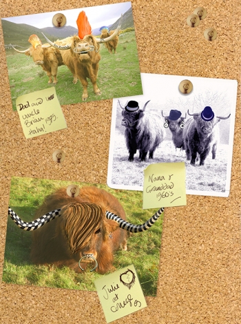 Cows photo montage